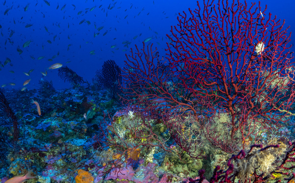 Dans cet archipel riche en coraux, la Grèce interdit la pêche au chalut, un exemple en Europe
