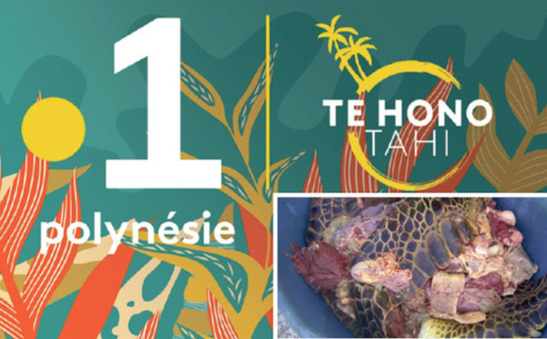 Polynésie la 1ère : Le parquet ouvre une enquête pour “trafic de viande de tortue”