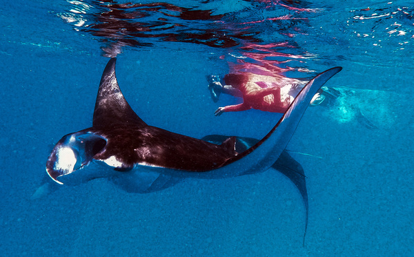 A Nice, naissance d'une coalition pour sauver les requins et les raies