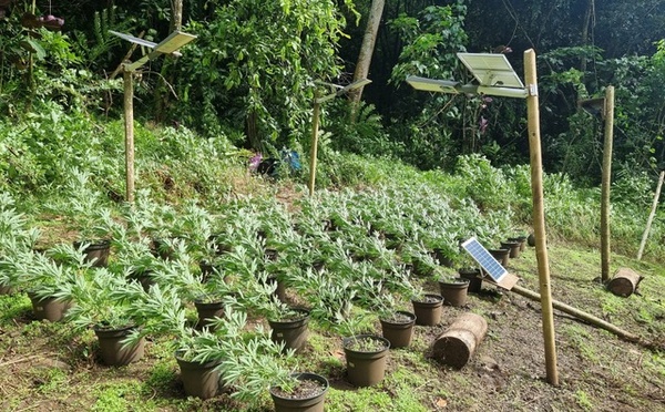 Vaste opération contre les stupéfiants