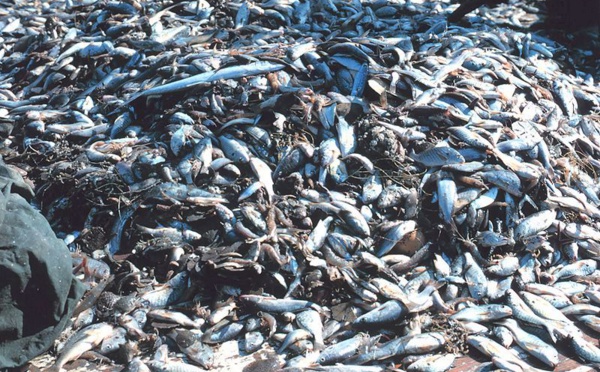 Des milliers de poisons morts sur les côtes aux Fidji et au Vanuatu