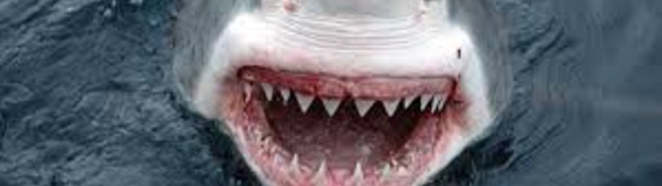 Record d'attaques de requins dans le monde en 2015, mais pas plus de morts