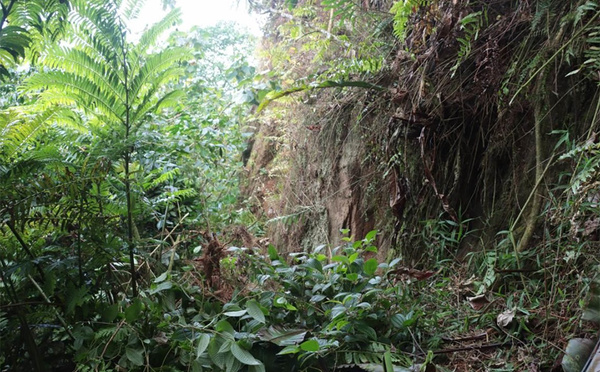 ​Ua Pou en alerte face au Miconia crenata