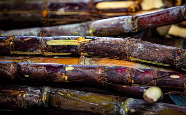 Cocaïne dans la canne à sucre: 17 personnes renvoyées aux assises, dont le cerveau algérien