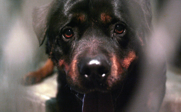 Un enfant de neuf ans tué par le chien de la famille dans le Loiret
