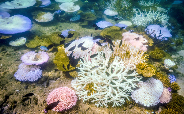 La Grande Barrière de corail victime d'un record de blanchissement