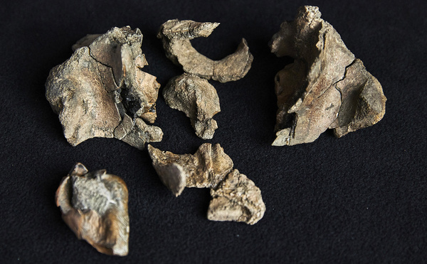 Australie: découverte d'une baleine préhistorique