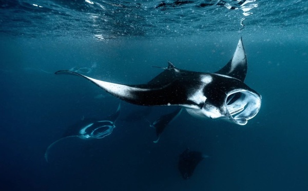 Les raies mantas en danger
