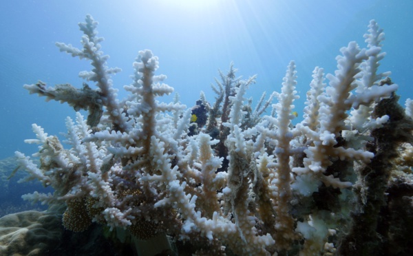 Un important blanchissement corallien aux Marquises