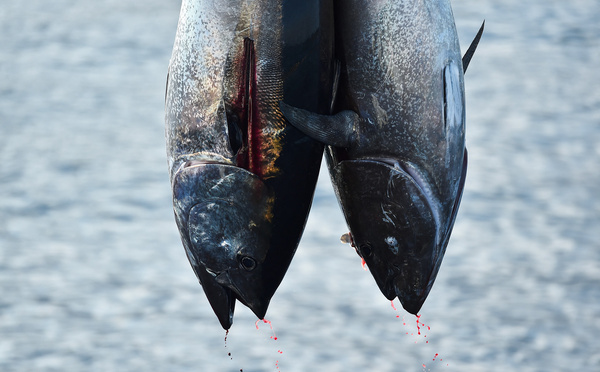 Cantines scolaires: huit mairies suppriment temporairement le thon des menus