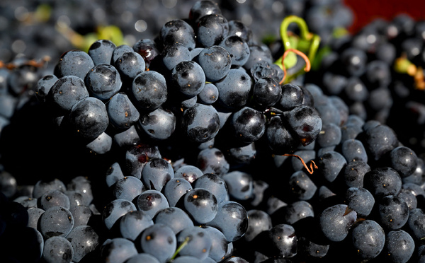 Prison ferme et lourds dommages et intérêts pour un producteur de faux champagne