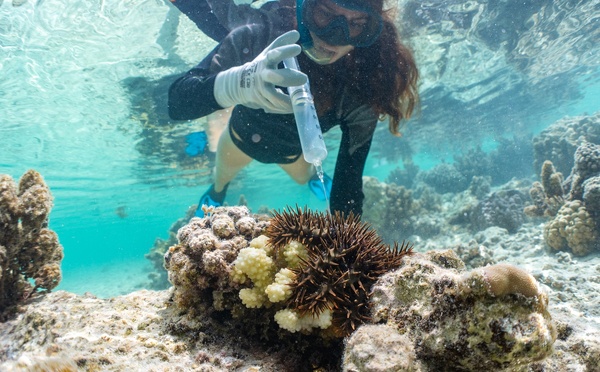 ​Du vinaigre contre les taramea à Moorea