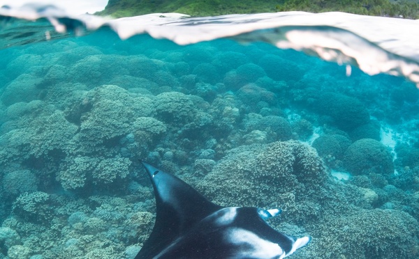 Pixelle, la manta pas comme les autres, sauvée de la mort