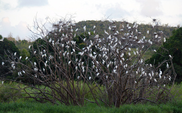 En Guadeloupe, le nombre d'oiseaux tropicaux en chute libre
