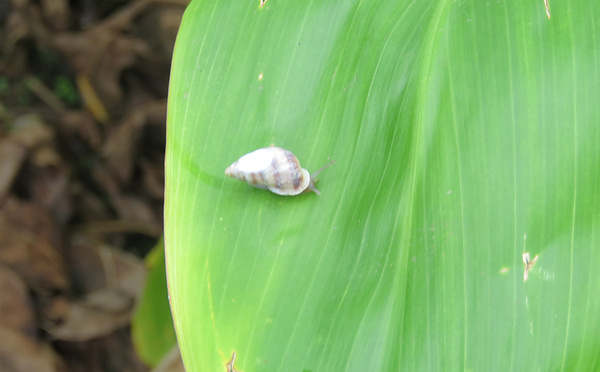 Une réserve aménagée à Moorea pour les escargots Partula
