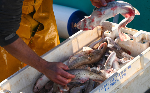 Les pêcheurs français réunis à Boulogne-sur-Mer, en quête de visibilité