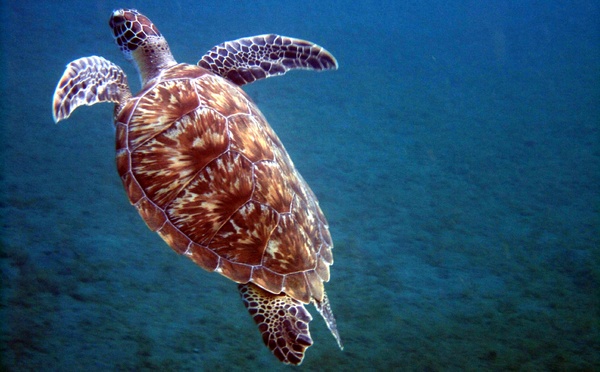 La Polynésie engage la protection de sa zone