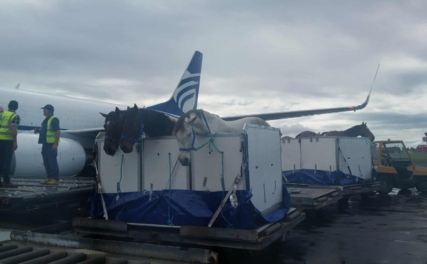 Premier vol pour 24 équidés