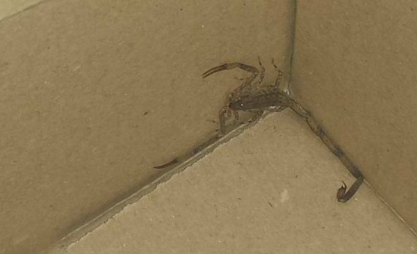 Colis postaux : que faire à la découverte d’un passager clandestin ?