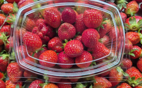 Les premières fraises de Tubuai à la foire agricole