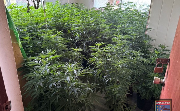 Saisie importante de cannabis à Paea