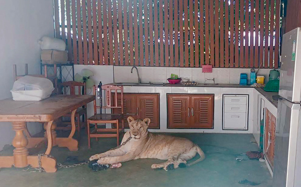 Thaïlande: un garçon hospitalisé après avoir été attaqué par une lionne