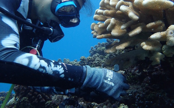 Trophées To’a Reef : quels coups de cœur du public ?