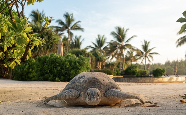 La saison des pontes de tortues vertes redémarre à Tetiaroa