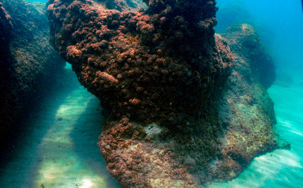 Les récifs coralliens ont franchi un "point de basculement" climatique, alertent 160 scientifiques