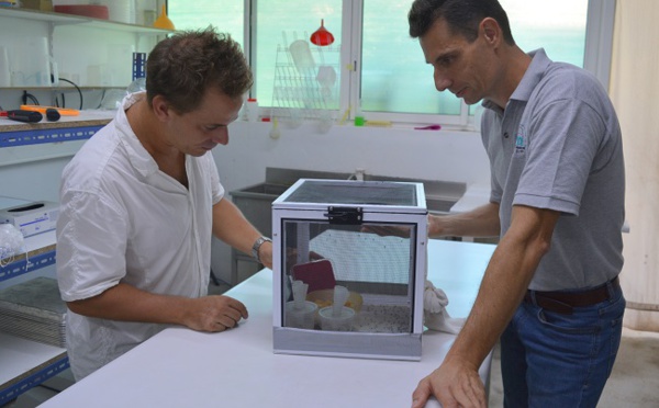 L'expérience des moustiques stériles à Tetiaroa est concluante
