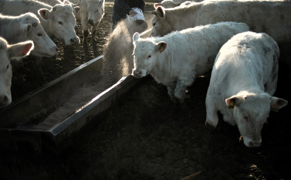 Dermatose bovine: les Pyrénées touchées après les Alpes et le Jura, réunion de crise vendredi