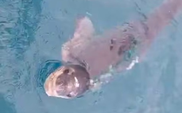 ​Un léopard de mer observé à Rikitea