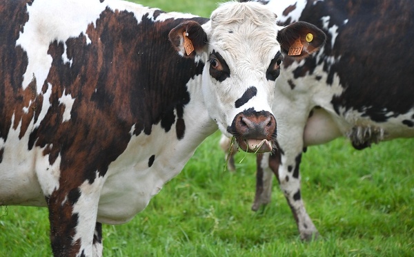 Dermatose: la France suspend pour 15 jours ses exportations de bovins