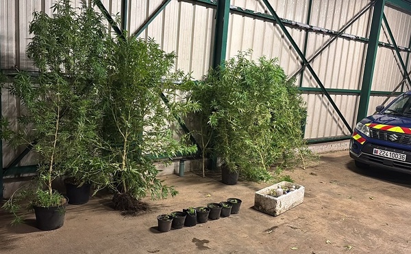 Saisies de paka en cascade par la gendarmerie