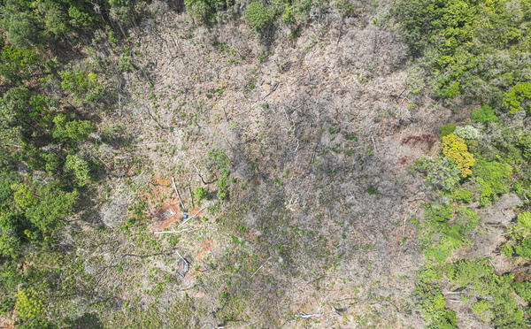 Bruxelles veut élaguer sa loi contre la déforestation, enlisée dans les reports