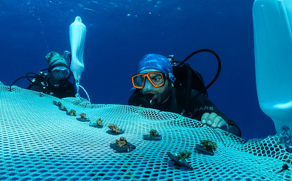 ​Vers la création d’un certificat de “Jardinier de coraux”