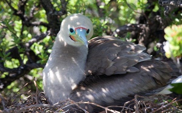 Six projets du Fenua récompensés par le programme TeMeUm pour la biodiversité