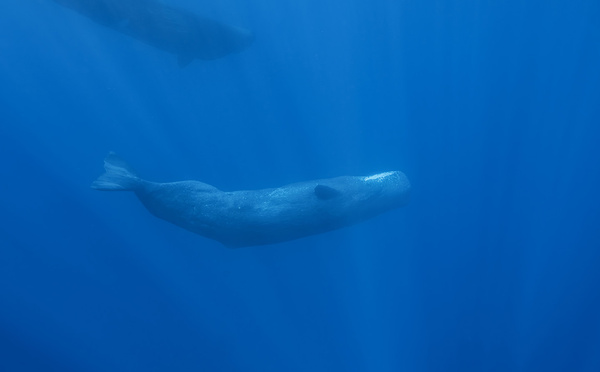 ​Des cachalots observés au large de Tautira