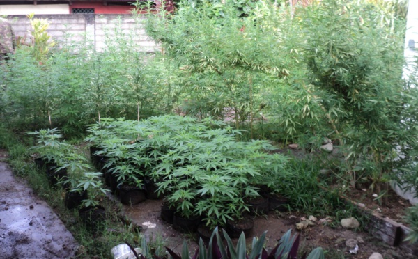 Des pieds de paka de plus de 2 m 50 découverts à Rurutu