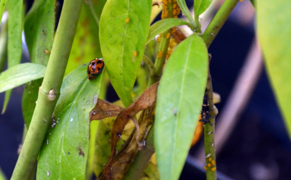 Les coccinelles pourraient revenir en zone urbaine, ProScience s’y emploie