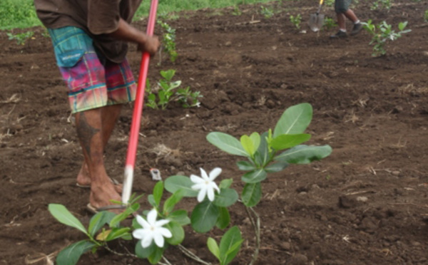 Le laboratoire de cosmétologie de Papara a sa propre plantation de Tiare Tahiti