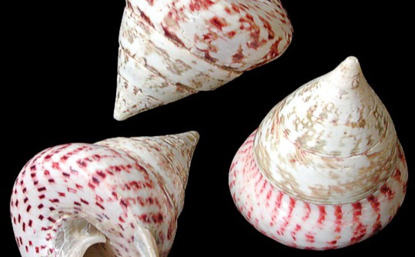 La pêche de trocas bientôt ouverte à Arutua