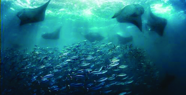 Exposition "Hoho'a" : les photographes dévoileront leurs plus beaux clichés dès mardi