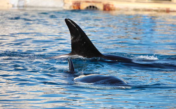 A Marineland, orques et dauphins surnagent dans un parc en décomposition