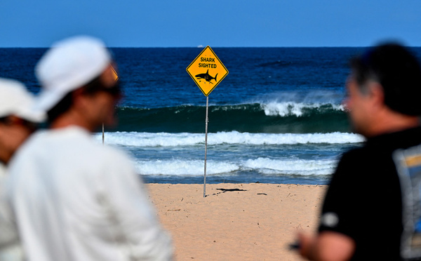 Une attaque de requin fait un mort et un blessé en Australie