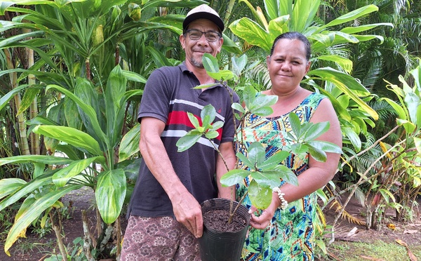 ​Des plants de Tiare Tahiti pour Tautira