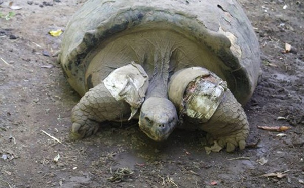 La tortue mâle du Jardin botanique toujours blessée