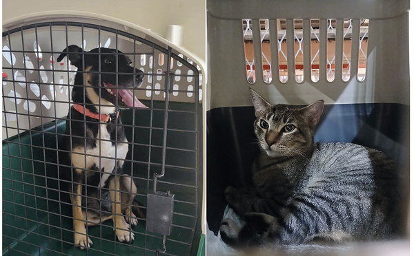 “On les a exfiltrées pour les sauver”