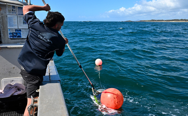 Une course effrénée vers les grands requins blancs d'Australie