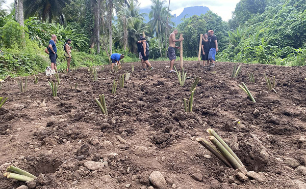 Une tarodière de 1,5 hectare restaurée à Moorea